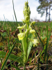 Orchis pallens
